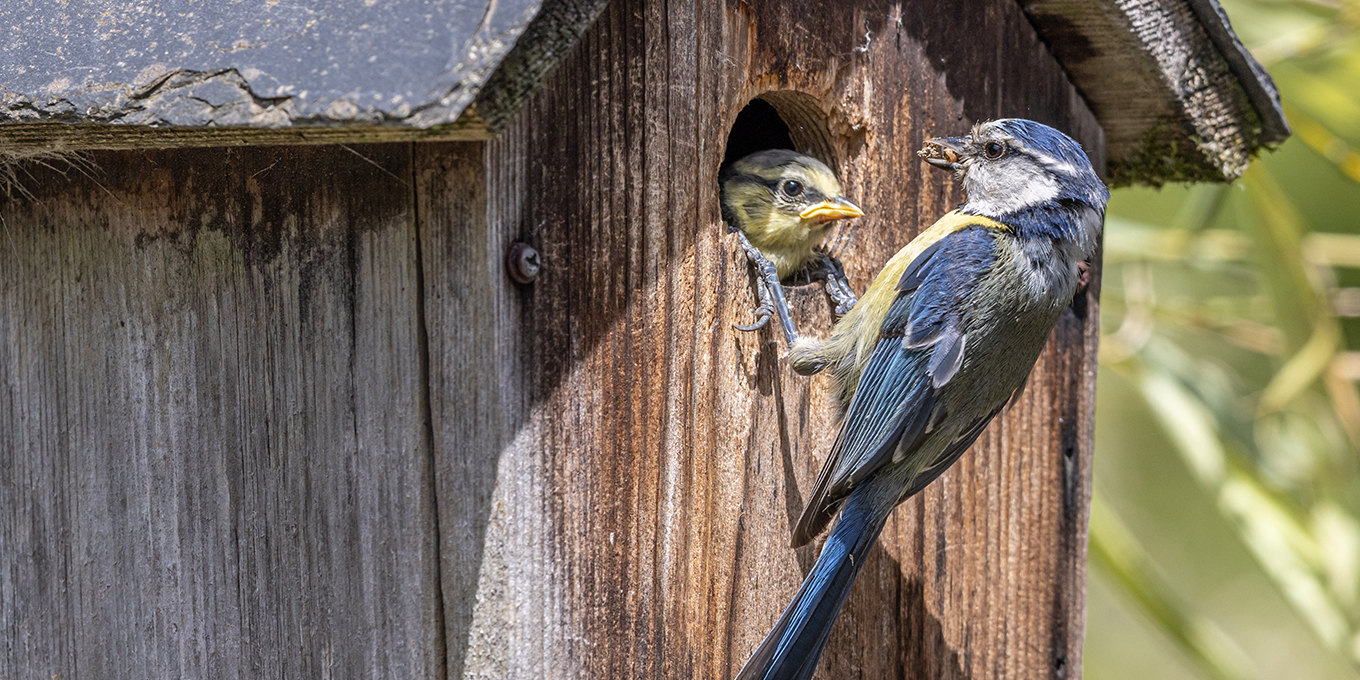 Fabrication de nichoirs pour mésanges à Bavilliers